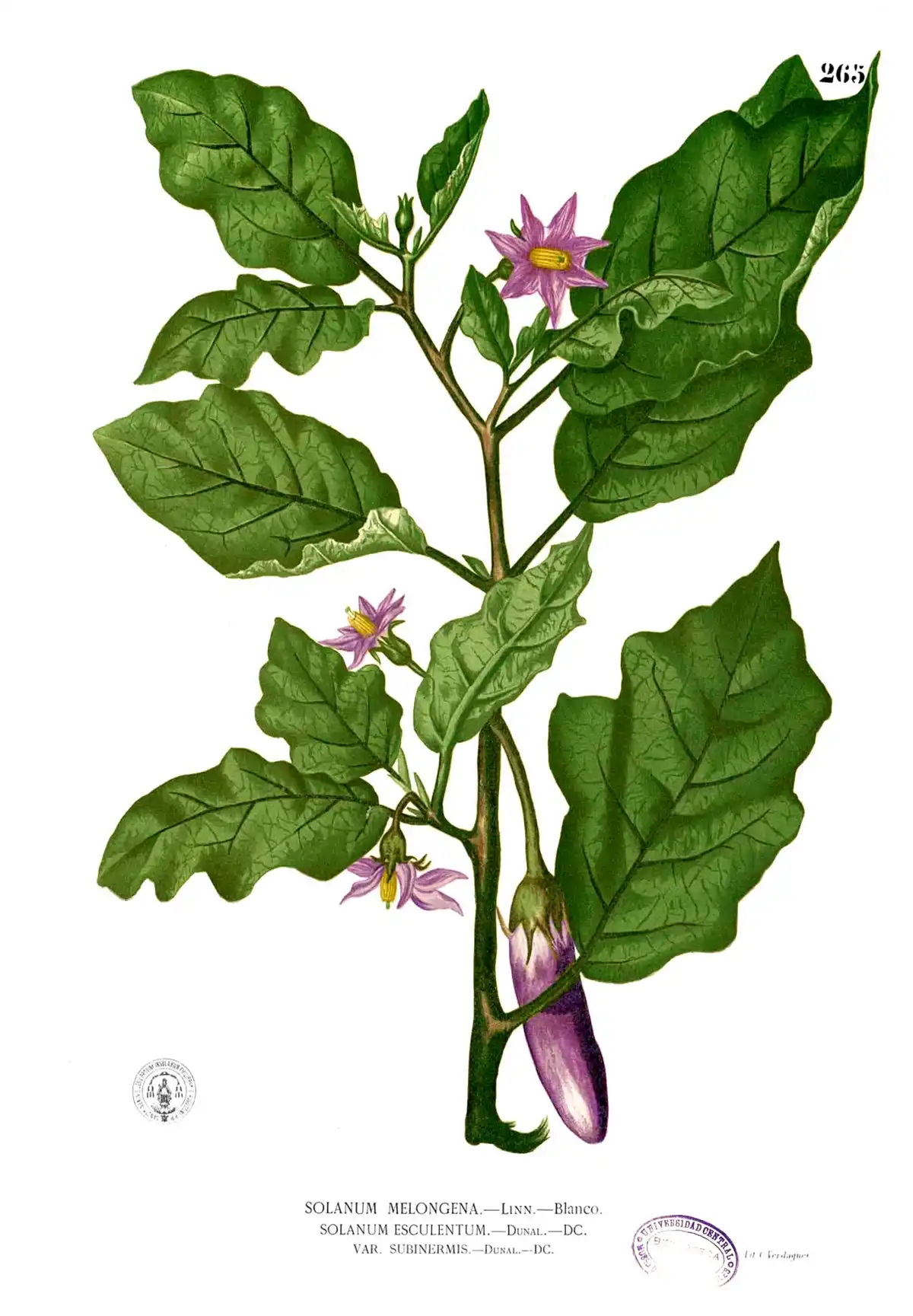 Botanical plate of the aubergine: a branching stem with broad leaves, a violet flower, and the ripe fruit hanging from its calyx.