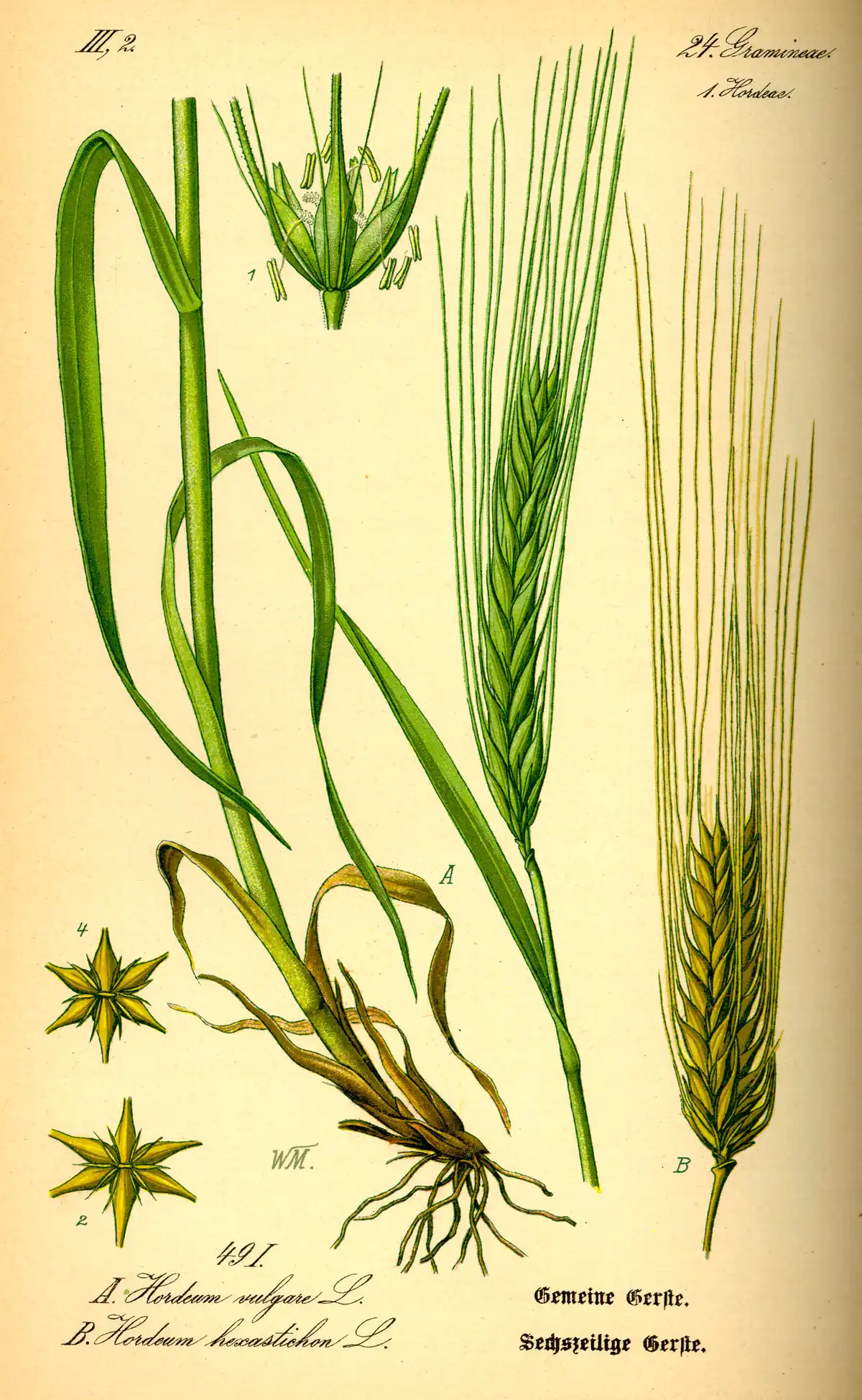 Botanical plate of barley: a whole plant with its bearded ear, and the grain and floret drawn enlarged beside it.
