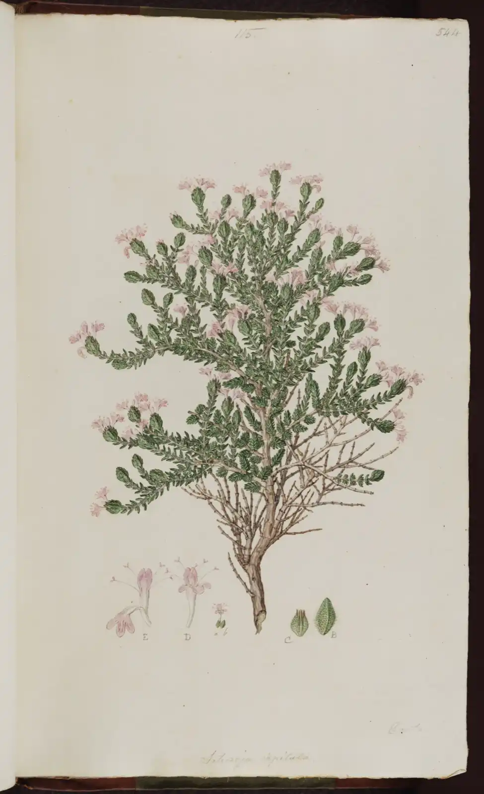 Watercolour of Satureja capitata — now Thymbra capitata, conehead thyme — showing the flowering plant in detail.
