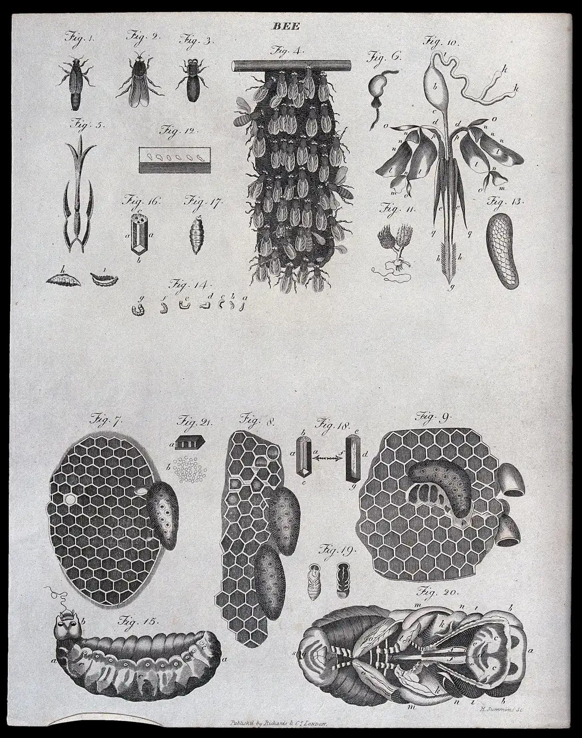 Encyclopaedia plate lettered BEE: comb structures, bee figures and a festooning swarm cluster hanging from a bar.