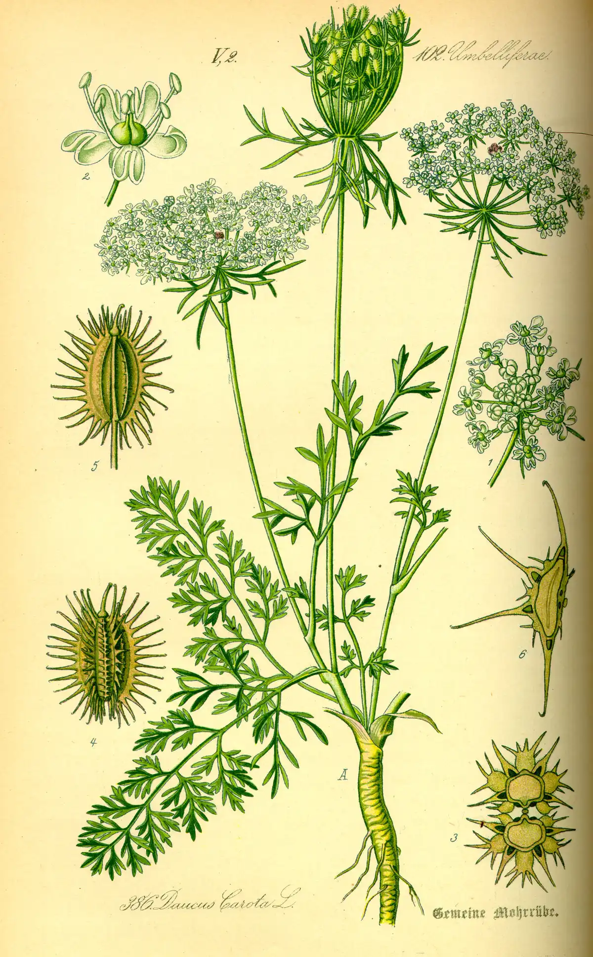 Botanical plate of the wild carrot: a tall stem with finely divided leaves, a flat umbel of flowers, and the root drawn below.