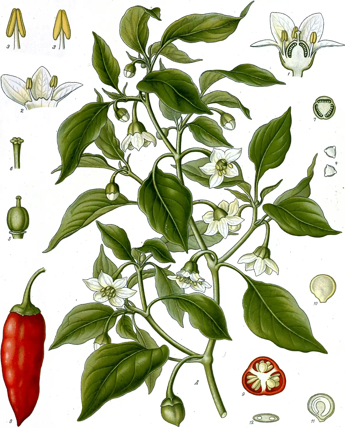 Botanical plate of the chilli: a branching stem with white flowers and ripe red fruit, with the fruit drawn in section and its seeds separately.