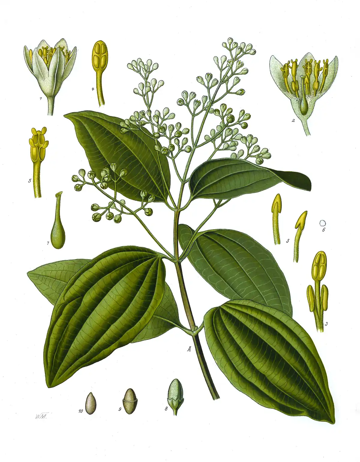 Botanical plate of the cinnamon tree: a branch with leaves and flowers, with the bark, flower and fruit drawn enlarged beside it.