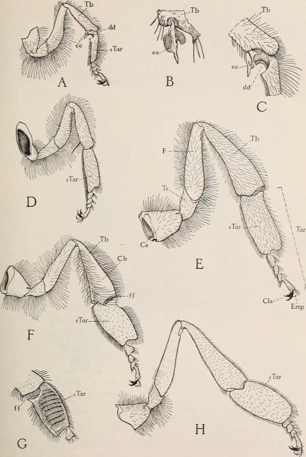 Engraved figures of honey-bee legs, including the worker’s hind leg showing the pollen basket on the outer face of the tibia.