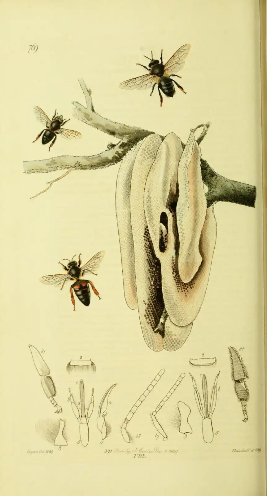 Hand-coloured engraving of the honey bee on a flowering plant, with anatomical details drawn beside it.