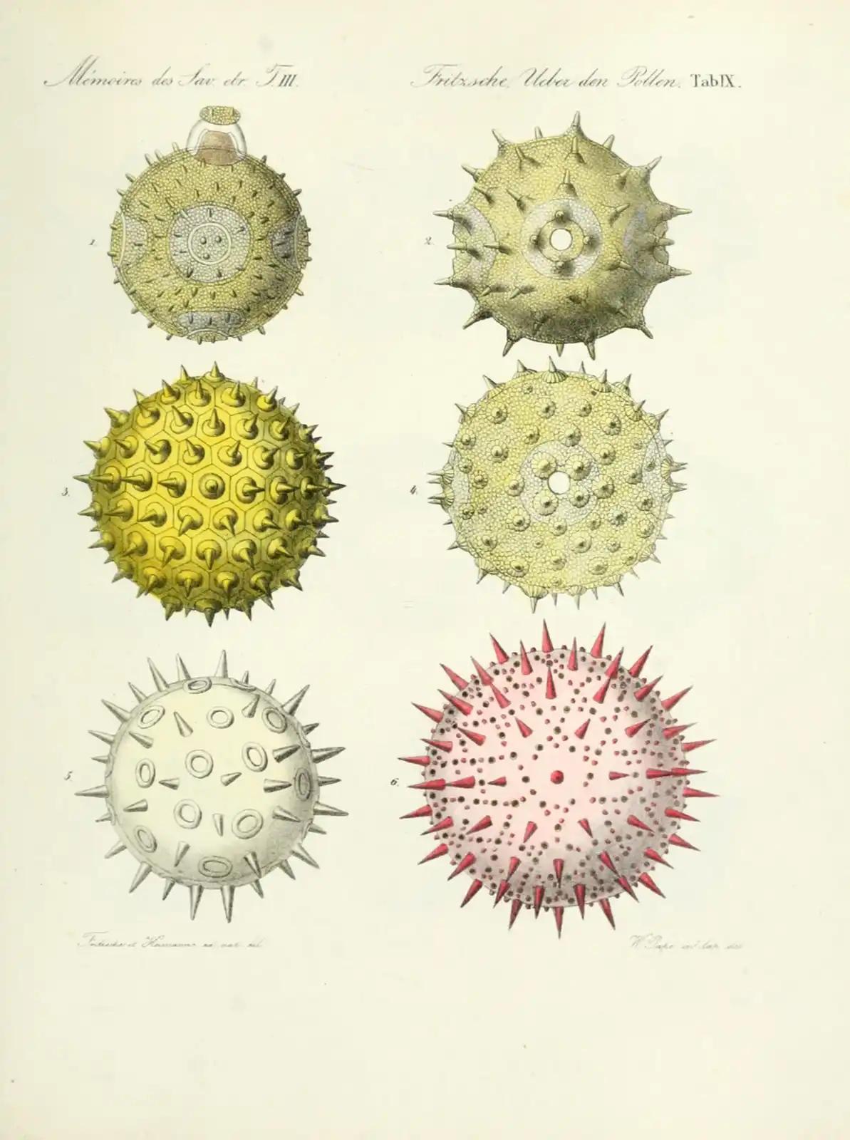 Hand-coloured lithographs of pollen grains from several plants, drawn under the microscope, showing spiny and sculptured grain surfaces.