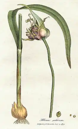 Botanical plate of garlic: an upright plant with strap leaves and a flowering head, with the bulb and its separated cloves drawn below.