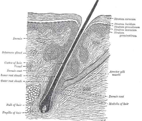 Engraved section through skin showing a hair rooted in its follicle, the small muscle attached to it, and the sebaceous glands opening alongside.