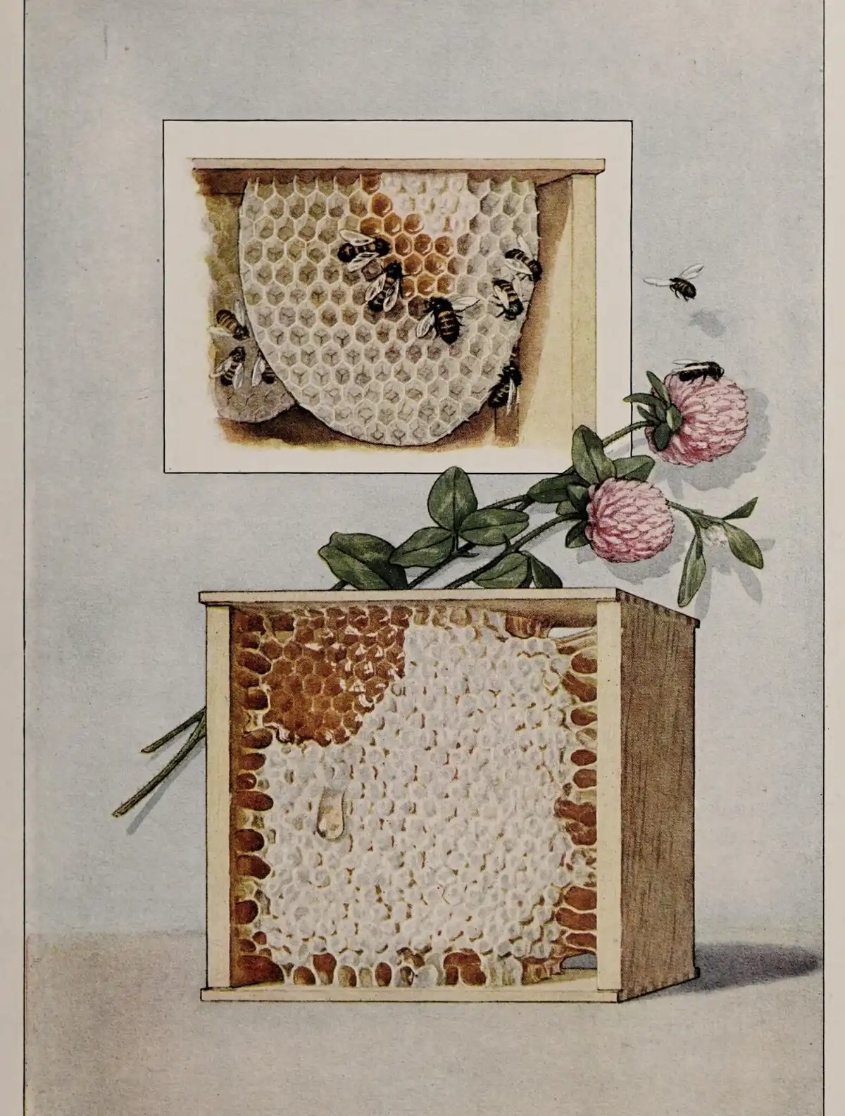 Colour plate of comb honey: a cut comb hung with bees above, and a full comb section in its square wooden box below, with a spray of clover.