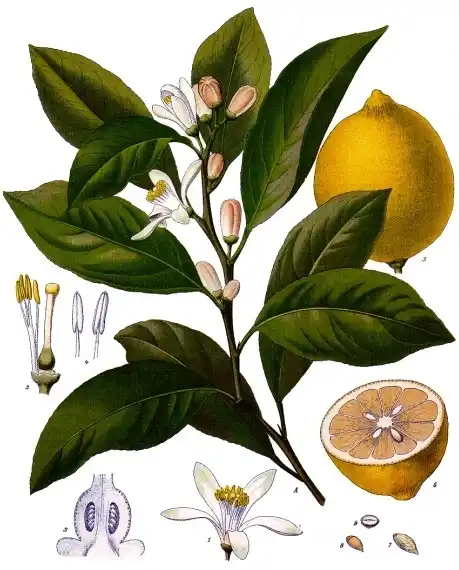 Botanical plate of the lemon: a fruiting branch with flowers, and the fruit drawn whole and in section.