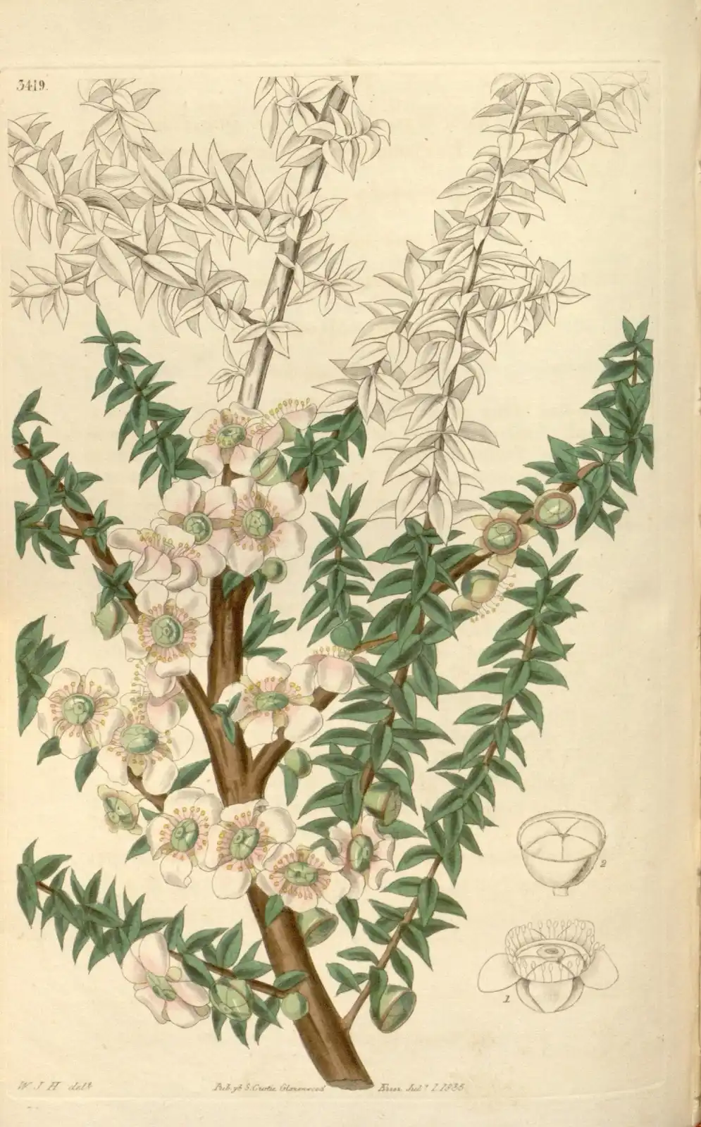 Botanical plate of Leptospermum scoparium: flowering shoot with separate dissections of flower parts.