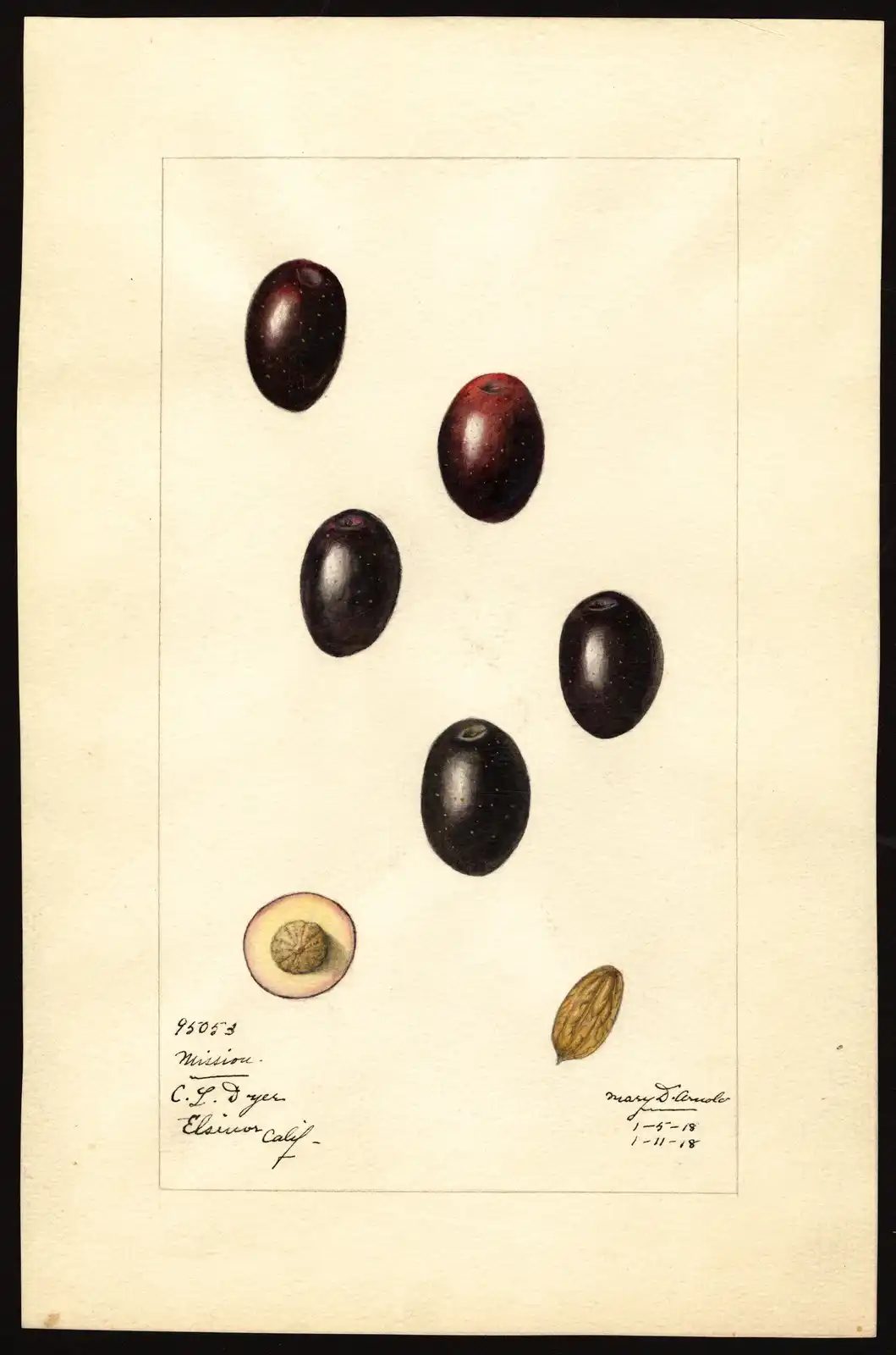 Watercolour study of six olives ripening from wine-red to black, with a sectioned fruit and its stone painted below.