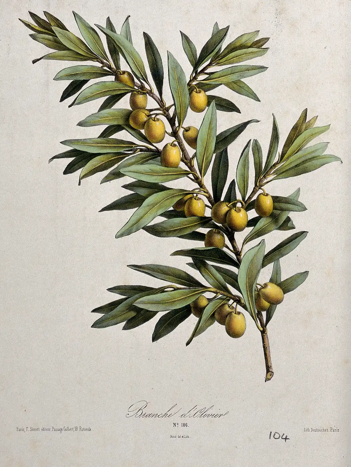 Coloured lithograph of an olive branch in fruit: narrow grey-green leaves and clusters of dark drupes, with the flower and fruit drawn separately below.