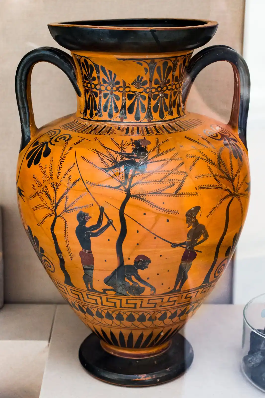 Black-figure amphora painted with men beating olive branches with long poles while a boy climbs the tree and another gathers fallen fruit.