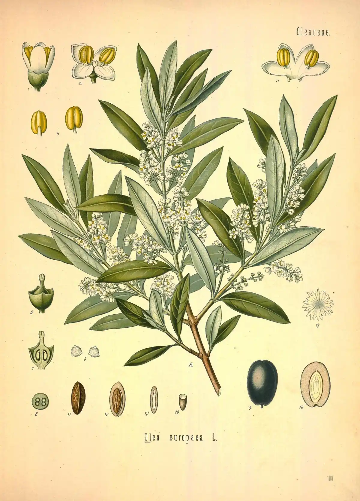 Botanical plate of the olive: a flowering branch with leaves, with enlarged dissections of the flower, stamens, pollen and fruit.