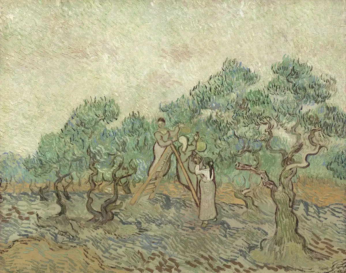 Olive orchard with pickers at a ladder among rhythmic, swirling trees.