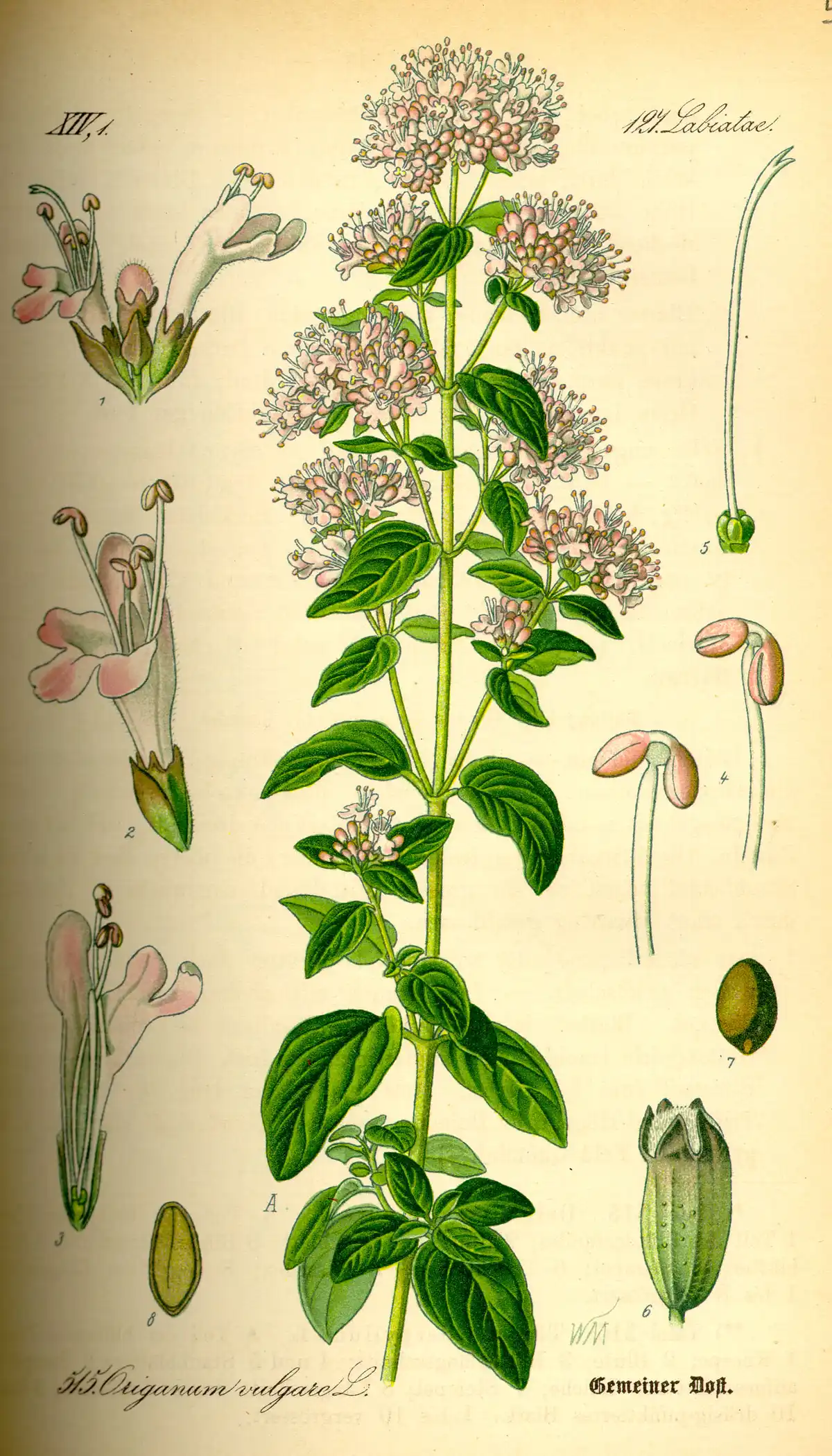 Botanical plate of oregano: a flowering stem with small paired leaves and dense heads of tiny flowers, dissected beside it.