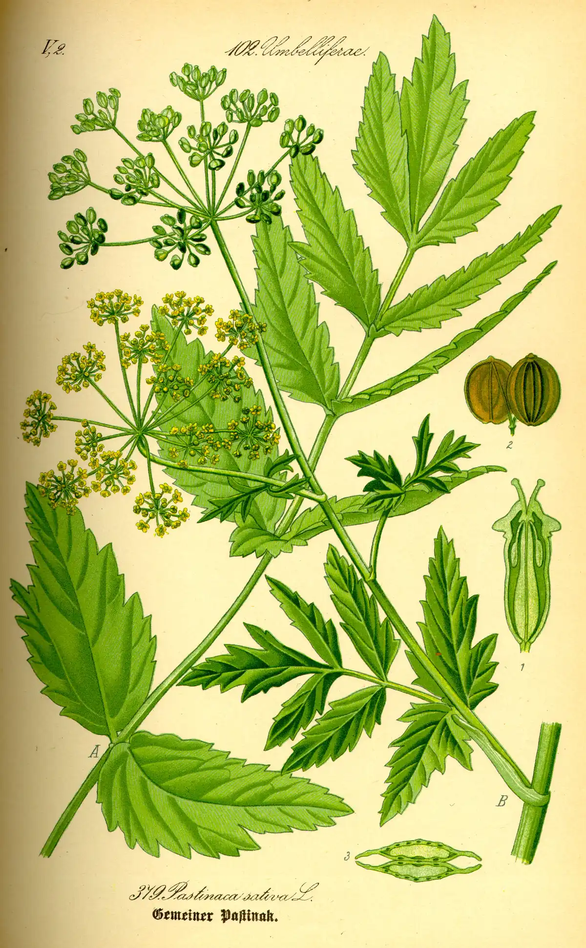 Botanical plate of the parsnip: a tall ribbed stem with pinnate leaves, a flat umbel of yellow flowers, and the tapering root drawn below.