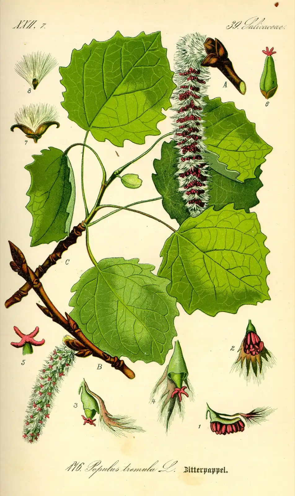 Botanical plate of Populus tremula, the European aspen: shoot, leaves and reproductive structures.
