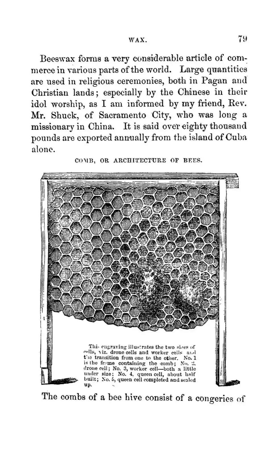 Engraving of comb bearing queen cells — the elongated cells in which queen larvae are reared.
