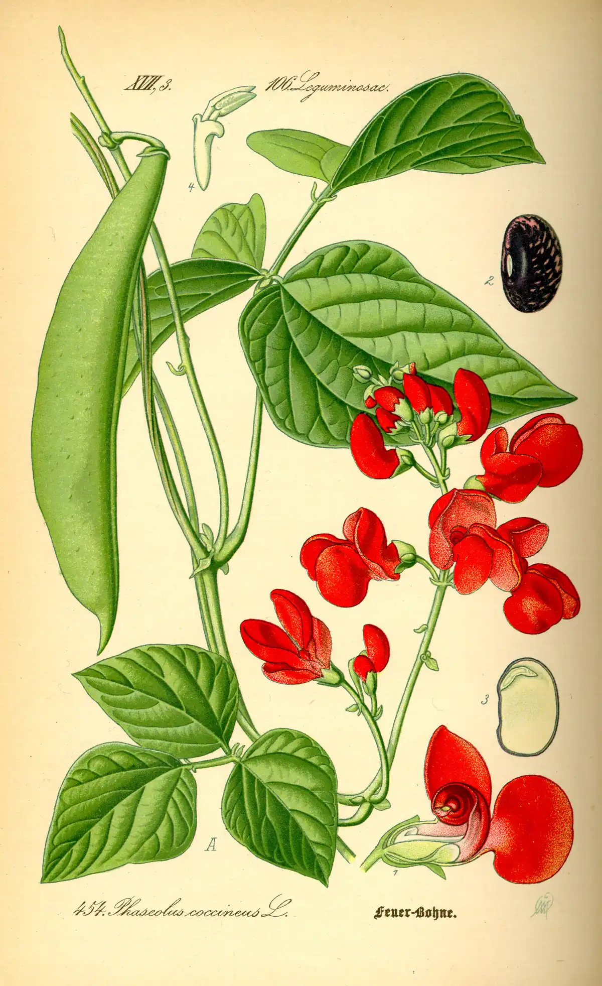 Botanical plate of the runner bean: a climbing stem with leaves, flowers, and long flat pods, with the seed drawn separately.