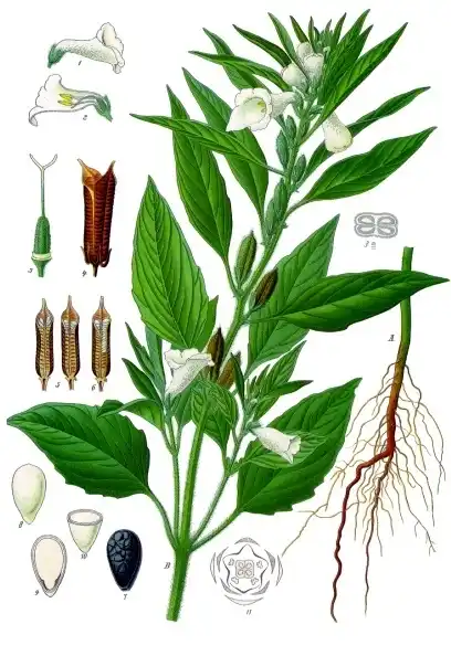 Botanical plate of sesame: an upright stem with paired leaves, tubular flowers, and the seed capsule drawn open.