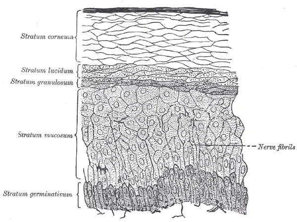 Engraved section through the epidermis, showing its layers stacked from the flattened outermost cells down to the living cells beneath.