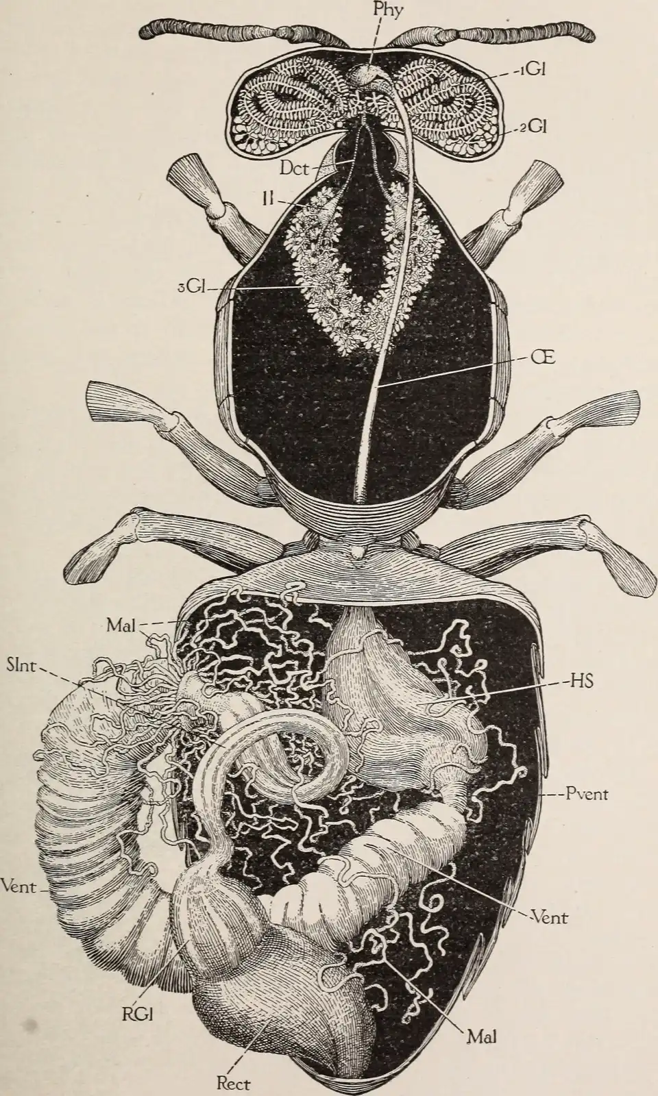 Line-engraved anatomical figure of the worker bee’s alimentary canal, opened from above, showing the honey stomach and the pharyngeal and salivary glands.