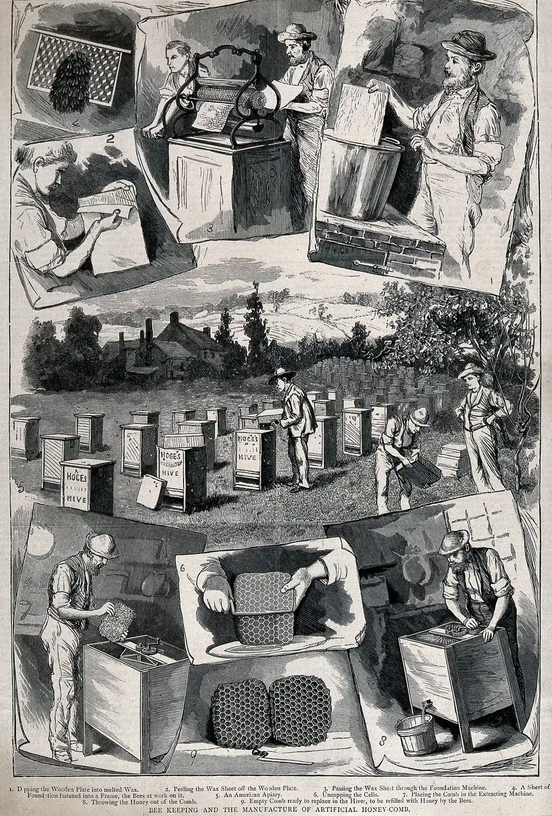 Victorian apiculture plate of nine vignettes: hives, comb frames and the uncapping knife at work.