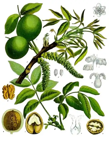 Botanical plate of the walnut: a leafy branch with the green fruit, and the shell and kernel drawn separately.
